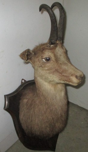 Chamois Taxidermy shoulder mount