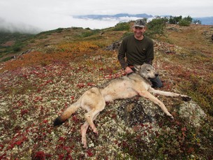 John Mayall Sako 338 Alaskan Wolf 