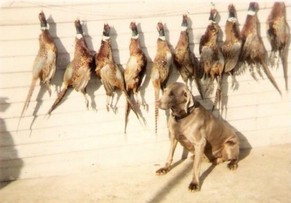 Ros with pheasants